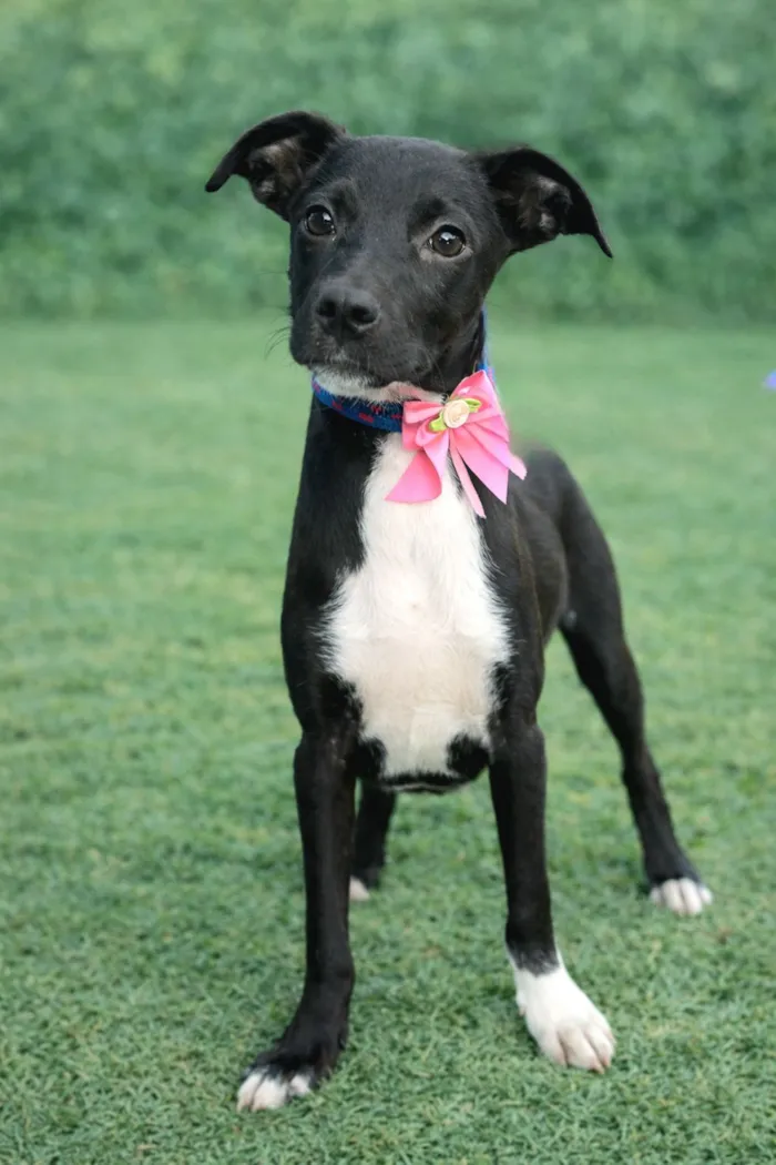 Cachorro raça SRD-ViraLata idade 2 a 6 meses nome Jurema