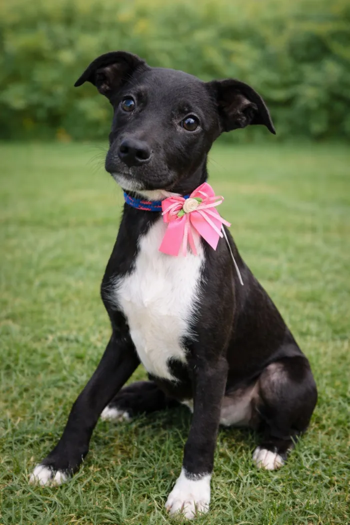 Cachorro raça SRD-ViraLata idade 2 a 6 meses nome Jurema