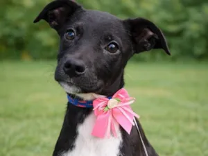 Cachorro raça SRD-ViraLata idade 2 a 6 meses nome Jurema