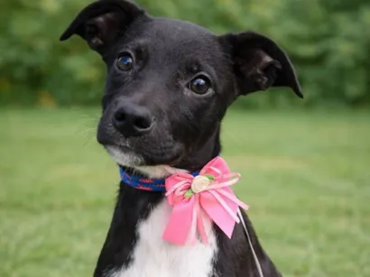 Cachorro raça SRD-ViraLata idade 2 a 6 meses nome Jurema