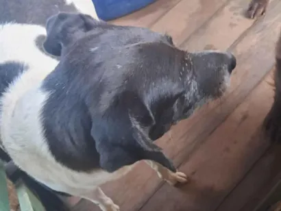 Cachorro raça SRD-ViraLata idade 1 ano nome Daniele Oliveira