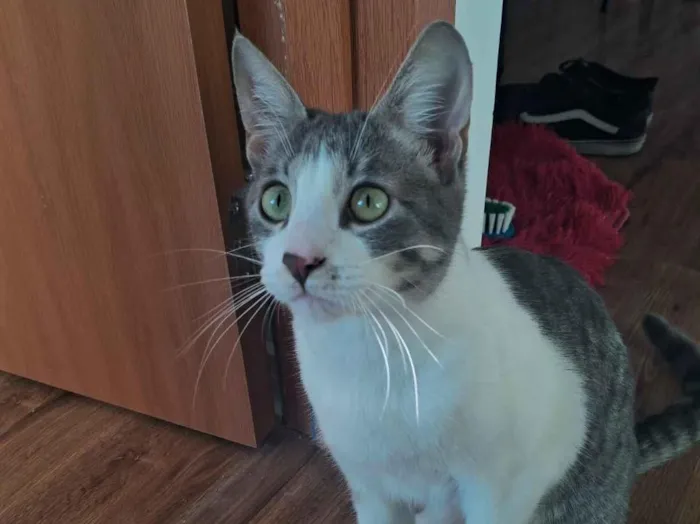 Gato raça SRD-ViraLata idade 2 a 6 meses nome asri 