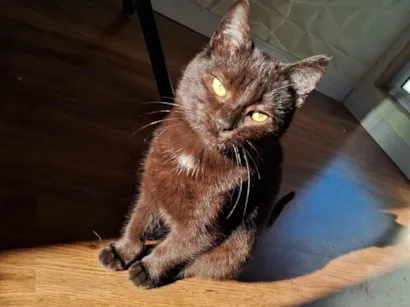 Gato raça SRD-ViraLata idade 1 ano nome nix 