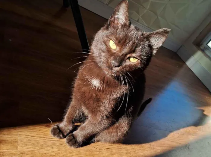 Gato raça SRD-ViraLata idade 1 ano nome nix 