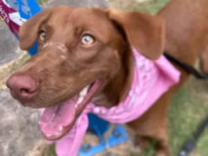 Cachorro raça SRD-ViraLata idade 7 a 11 meses nome Marrom 