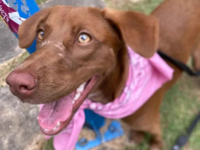 Cachorro raça SRD-ViraLata idade 7 a 11 meses nome Marrom 