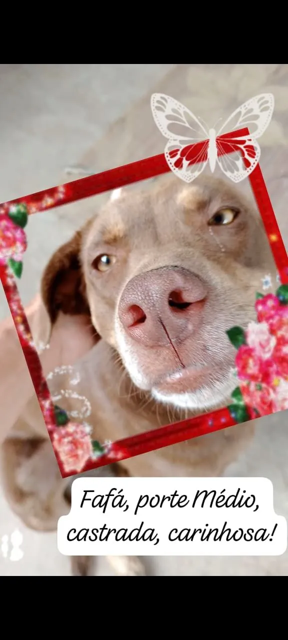 Cachorro raça SRD-ViraLata idade 2 anos nome Fafá  *FAFÁ PRECISA DE UM LAR!