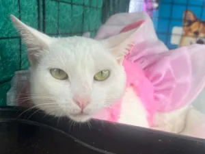 Gato raça SRD-ViraLata idade 1 ano nome Aghata 