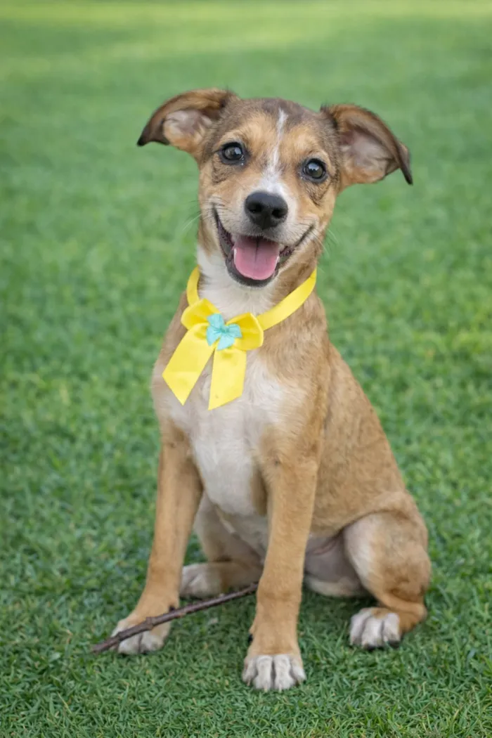 Cachorro raça SRD-ViraLata idade 2 a 6 meses nome Judith