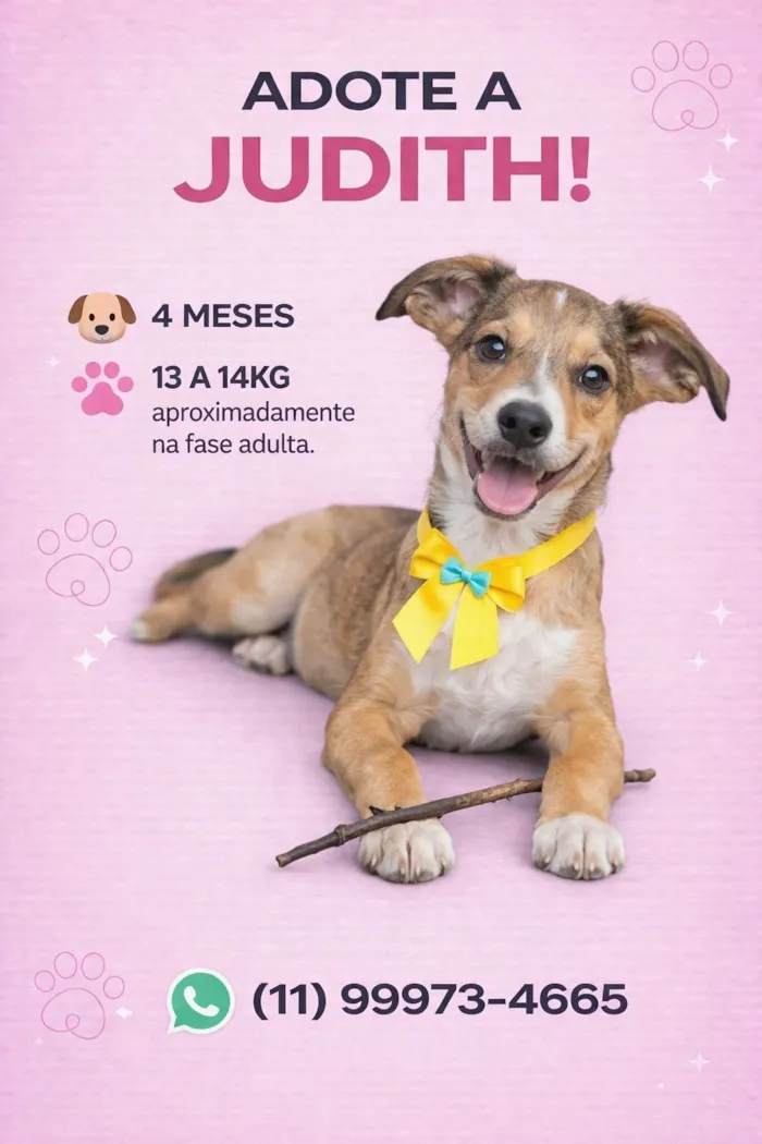 Cachorro raça SRD-ViraLata idade 2 a 6 meses nome Judith