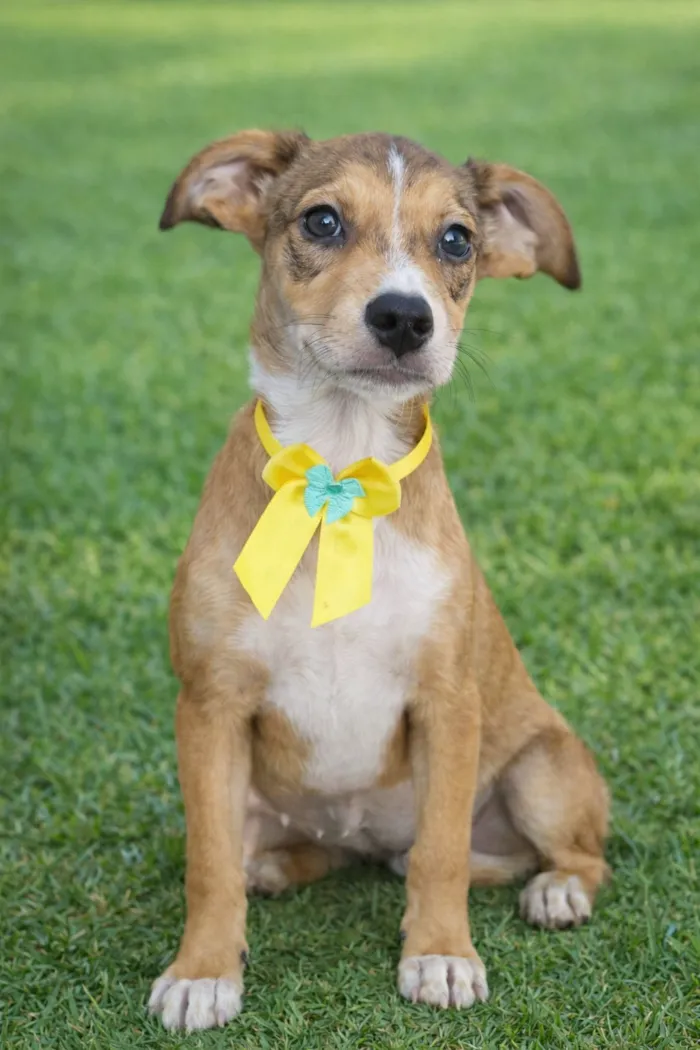 Cachorro raça SRD-ViraLata idade 2 a 6 meses nome Judith