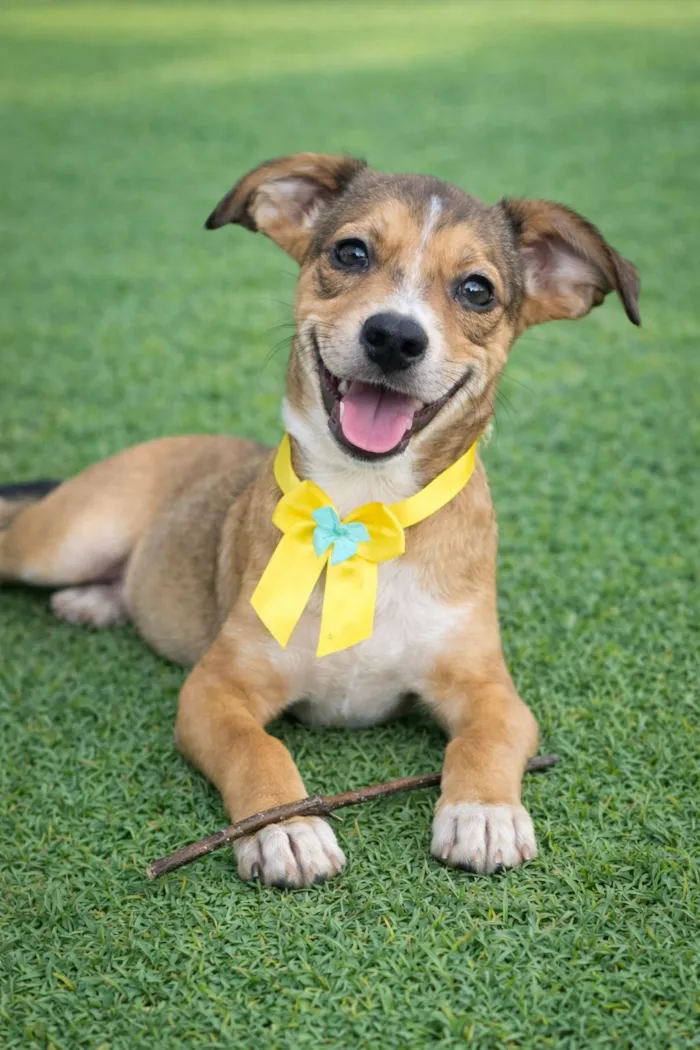 Cachorro raça SRD-ViraLata idade 2 a 6 meses nome Judith