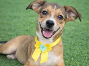 Cachorro raça SRD-ViraLata idade 2 a 6 meses nome Judith