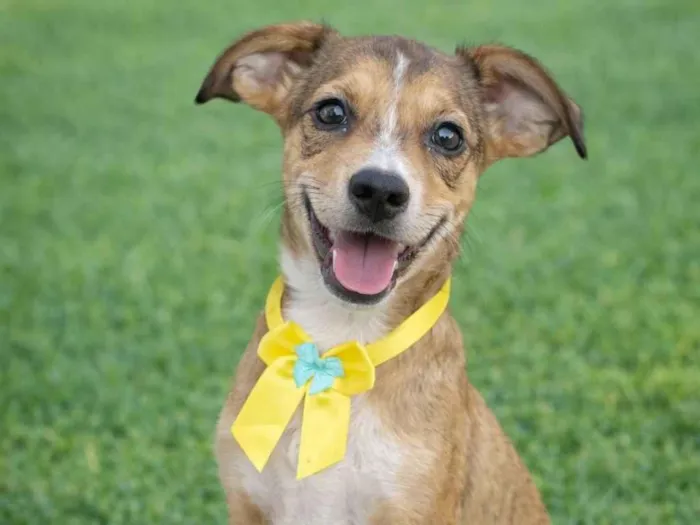 Cachorro raça SRD-ViraLata idade 2 a 6 meses nome Judith