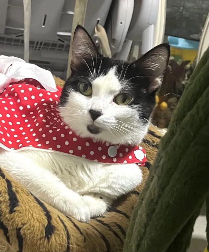 Gato raça SRD-ViraLata idade 1 ano nome Samantha 