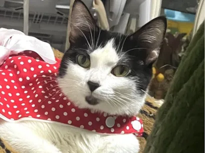 Gato raça SRD-ViraLata idade 1 ano nome Samantha 