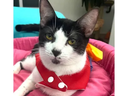 Gato raça Angorá idade 7 a 11 meses nome Suzy 