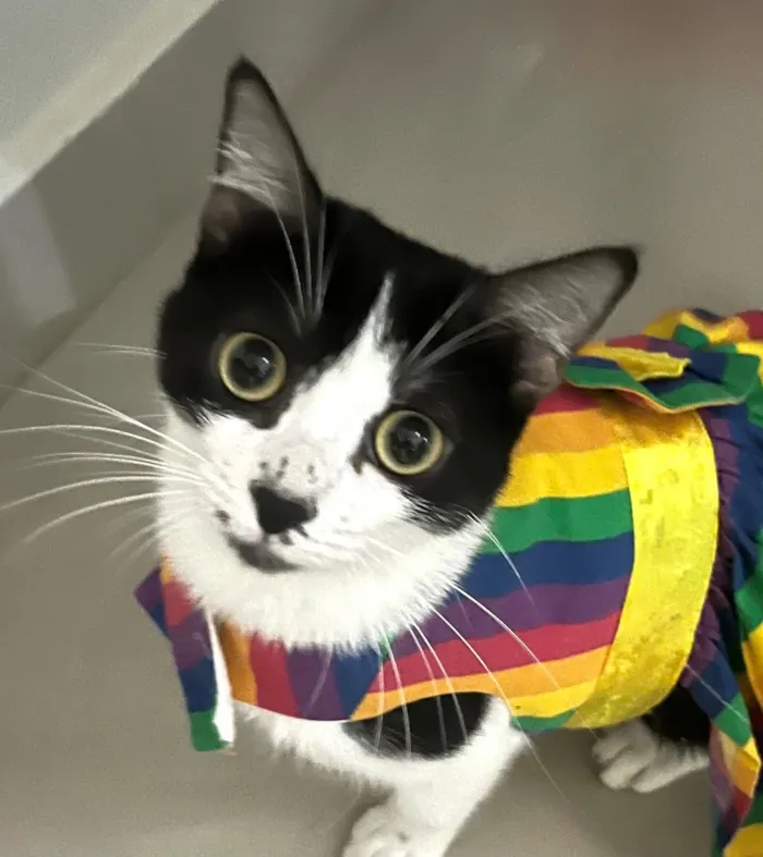 Gato raça SRD-ViraLata idade 7 a 11 meses nome Jade 