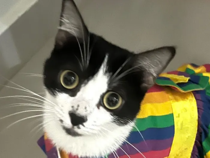 Gato raça SRD-ViraLata idade 7 a 11 meses nome Jade 