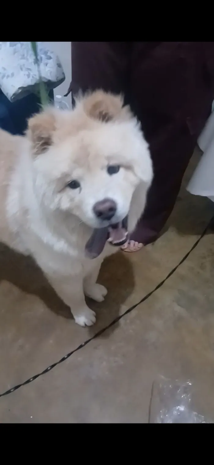 Cachorro raça Chow Chow idade 2 a 6 meses nome sem nome 