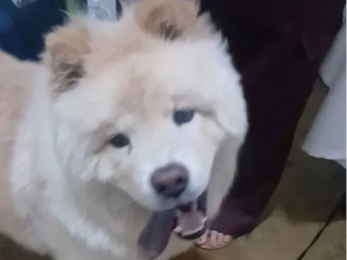 Cachorro raça Chow Chow idade 2 a 6 meses nome sem nome 