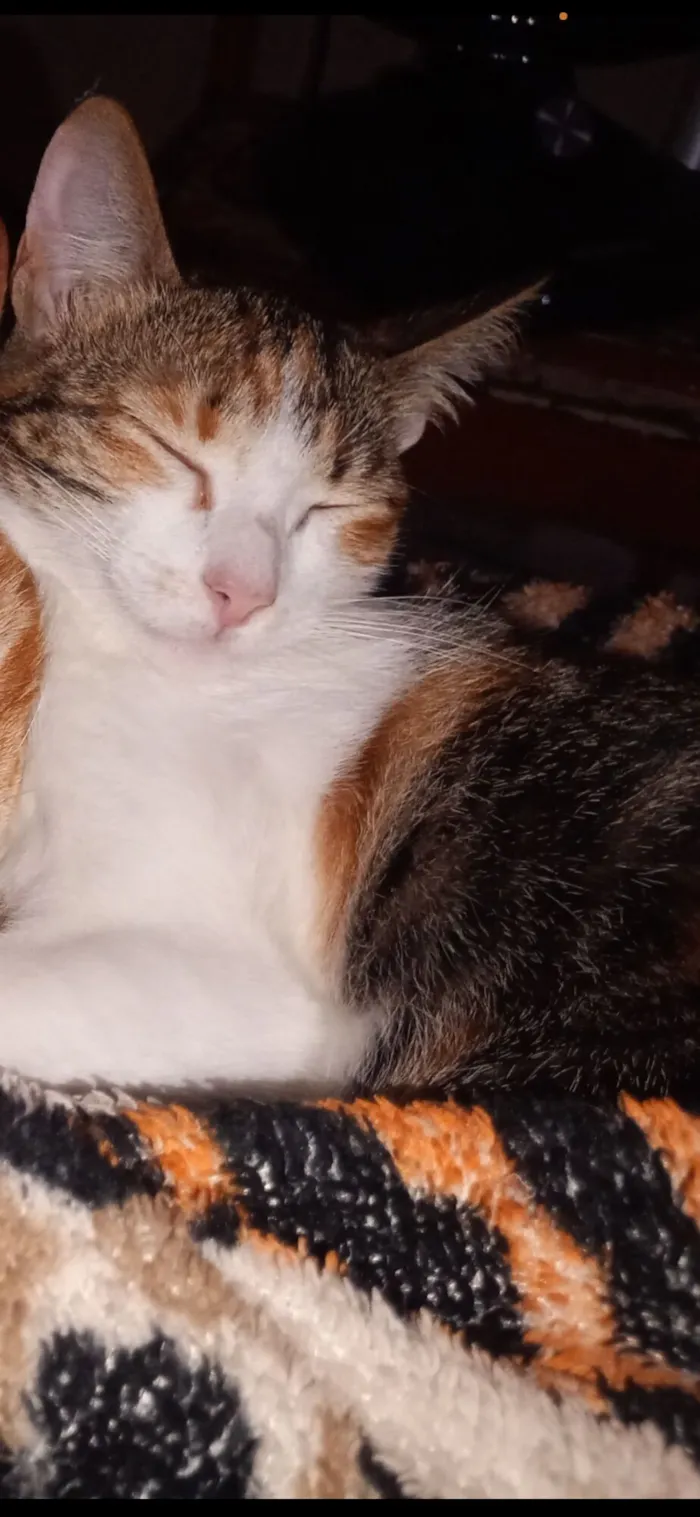 Gato raça SRD-ViraLata idade 7 a 11 meses nome Não tem nome 
