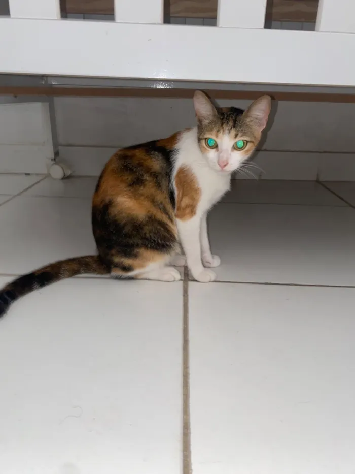 Gato raça SRD-ViraLata idade 7 a 11 meses nome Não tem nome 