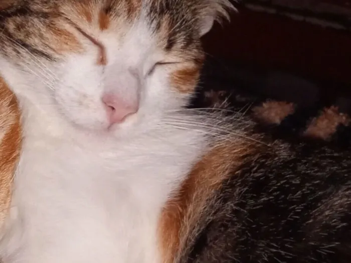 Gato raça SRD-ViraLata idade 7 a 11 meses nome Não tem nome 