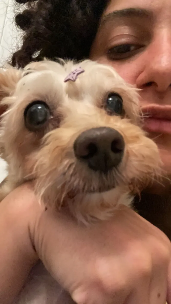 Cachorro raça SRD-ViraLata idade 6 ou mais anos nome Belinha