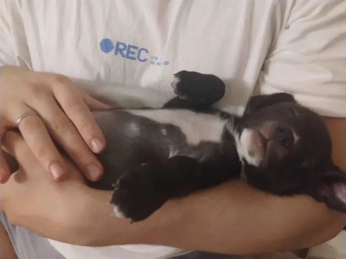 Cachorro raça SRD-ViraLata idade 2 a 6 meses nome Zeca 