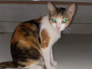 Gato raça SRD-ViraLata idade 7 a 11 meses nome Não tem nome 