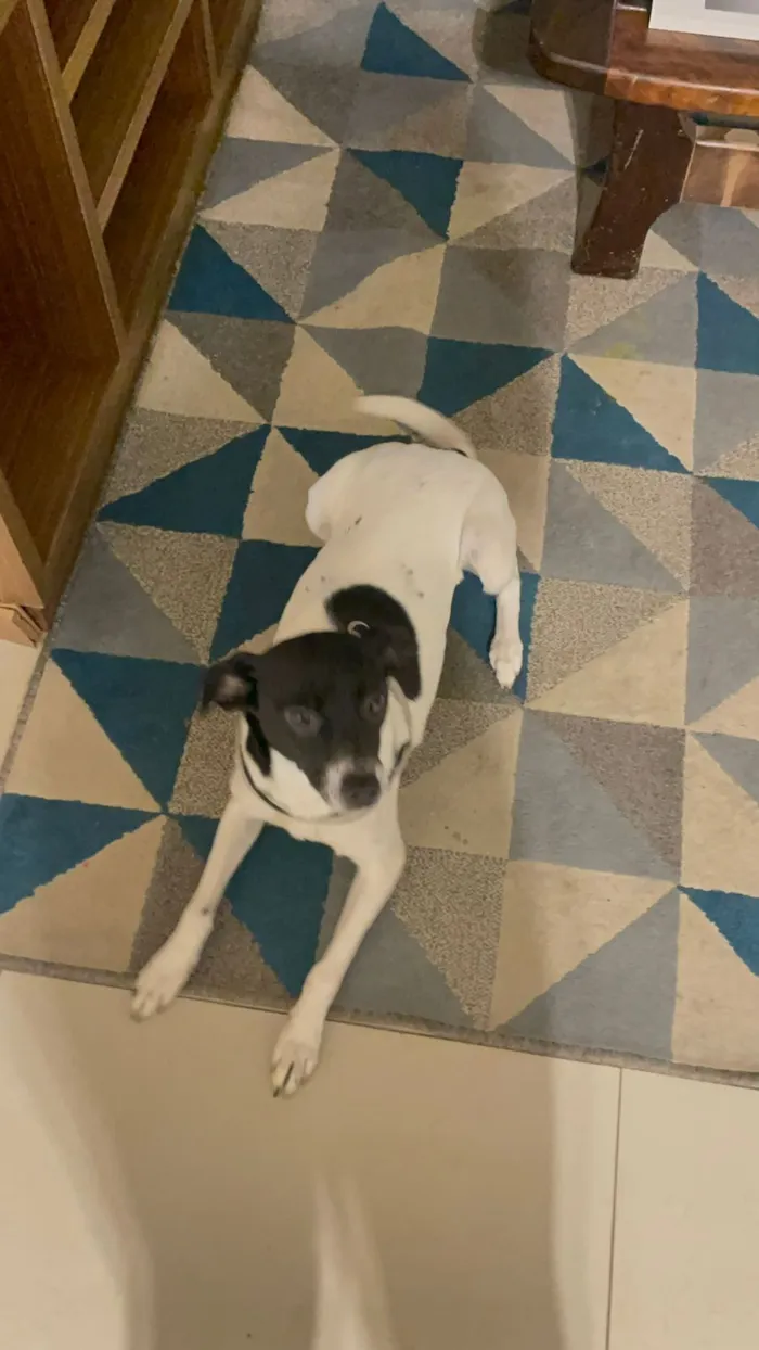 Cachorro raça SRD-ViraLata idade 1 ano nome Mirabel 