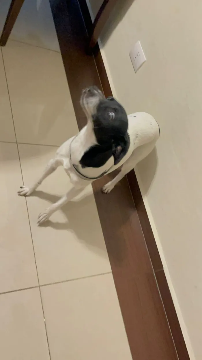 Cachorro raça SRD-ViraLata idade 1 ano nome Mirabel 