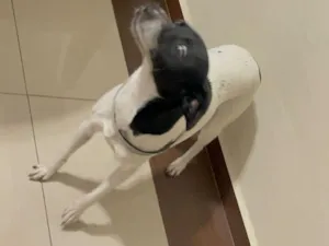 Cachorro raça SRD-ViraLata idade 1 ano nome Mirabel 