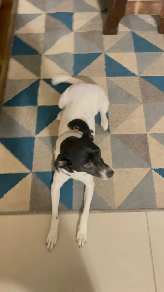 Cachorro raça SRD-ViraLata idade 1 ano nome Mirabel 