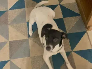 Cachorro raça SRD-ViraLata idade 1 ano nome Mirabel 