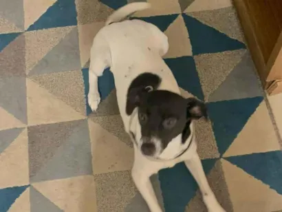 Cachorro raça SRD-ViraLata idade 1 ano nome Mirabel 