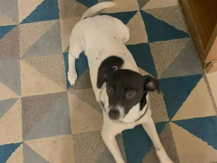 Cachorro raça SRD-ViraLata idade 1 ano nome Mirabel 