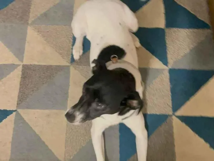 Cachorro raça SRD-ViraLata idade 1 ano nome Mirabel 