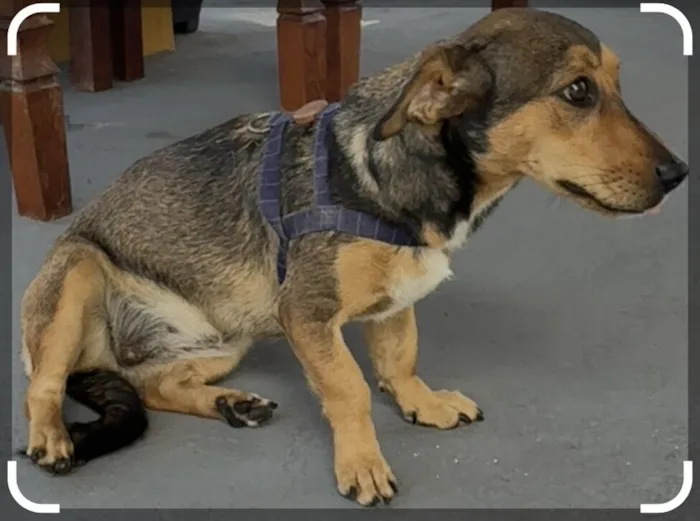 Cachorro raça SRD-ViraLata idade 1 ano nome Luna