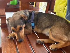 Cachorro raça SRD-ViraLata idade 1 ano nome Luna