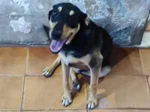 Cachorro raça SRD-ViraLata idade 2 anos nome Pituxo 