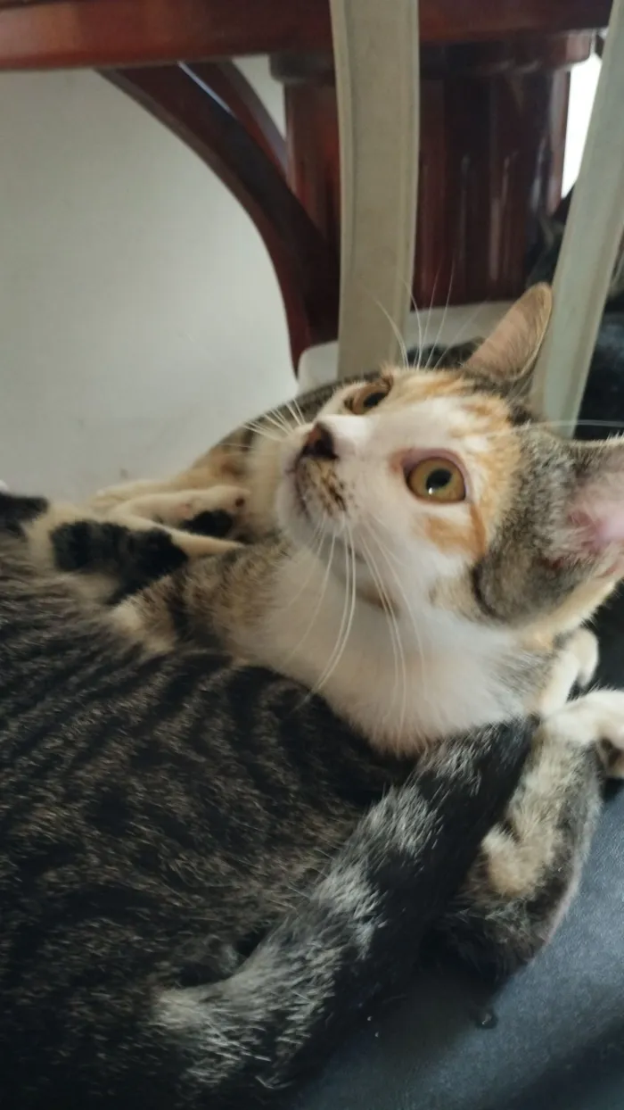 Gato raça SRD-ViraLata idade 2 a 6 meses nome Gatinhos