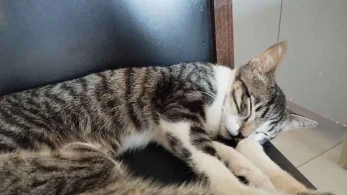 Gato raça SRD-ViraLata idade 2 a 6 meses nome Gatinhos