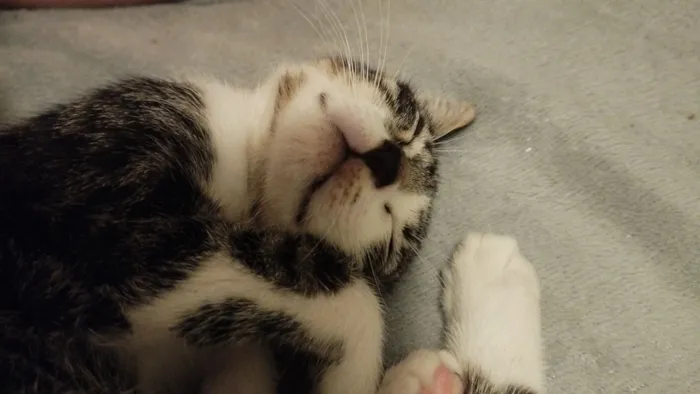 Gato raça SRD-ViraLata idade 2 a 6 meses nome Gatinhos