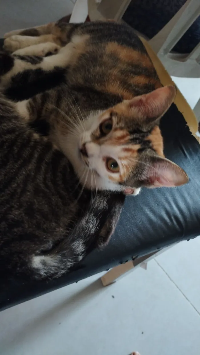 Gato raça SRD-ViraLata idade 2 a 6 meses nome Gatinhos