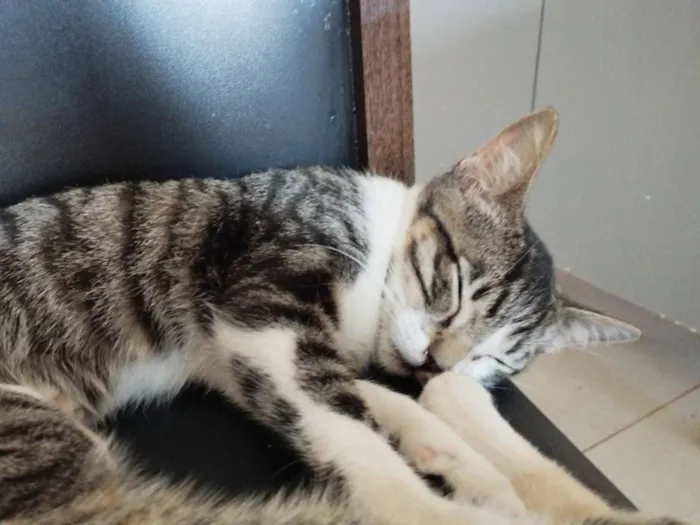 Gato raça SRD-ViraLata idade 2 a 6 meses nome Gatinhos