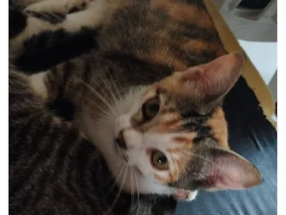 Gato raça SRD-ViraLata idade 2 a 6 meses nome Gatinhos