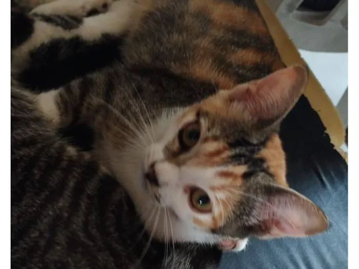 Gato raça SRD-ViraLata idade 2 a 6 meses nome Gatinhos