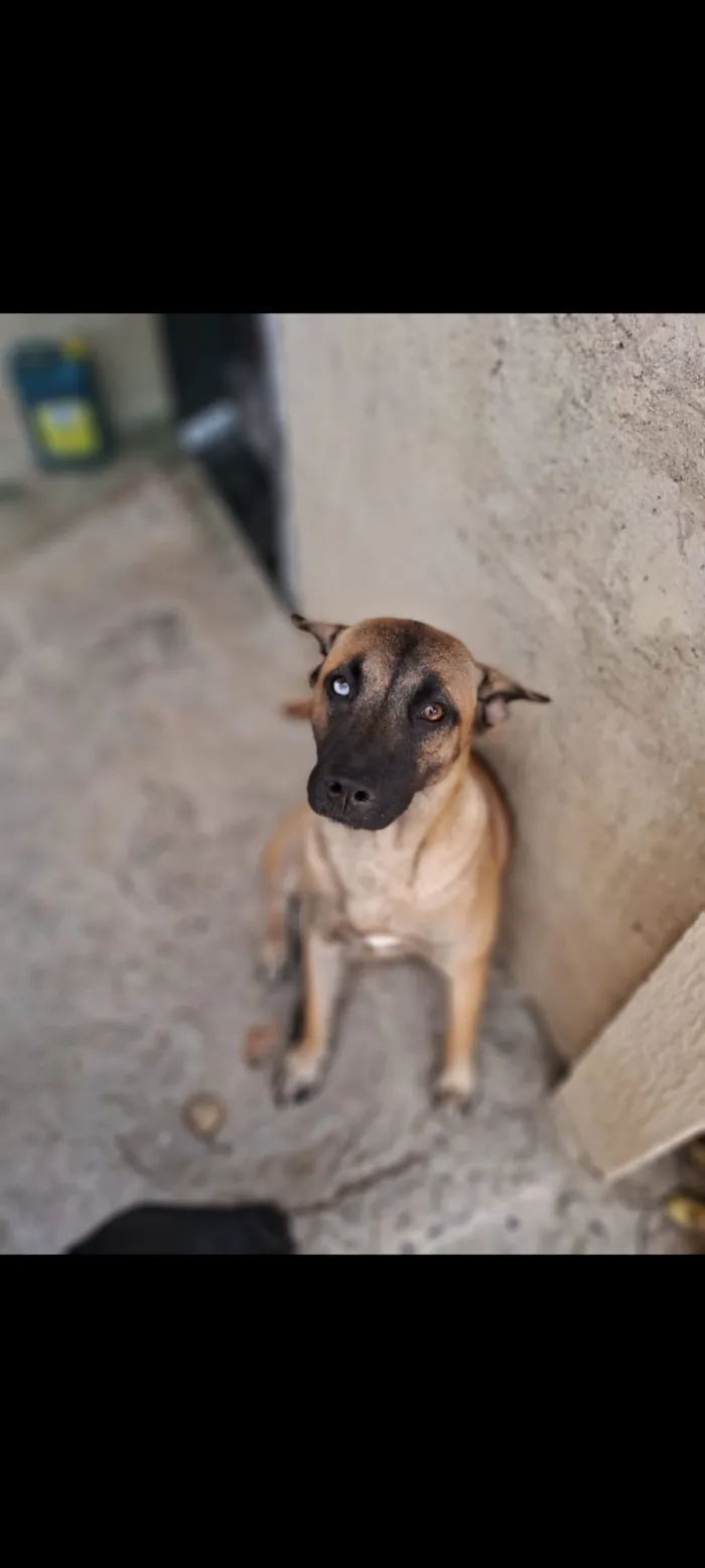 Cachorro raça Pastor Alemão idade 2 anos nome japonesa 